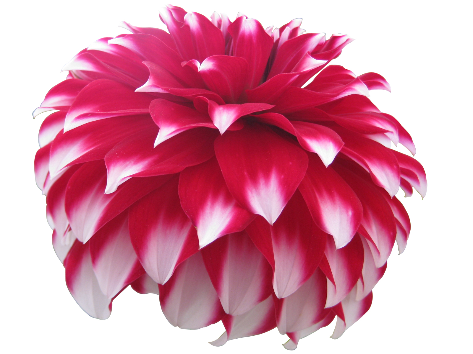 Dahlia Flower PSD and Picture Free Downloads and Addons for